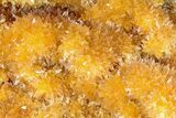 Intense Orange Calcite Crystal Cluster - Poland #228289-3